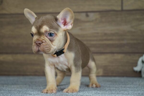 Entoni French Bulldog