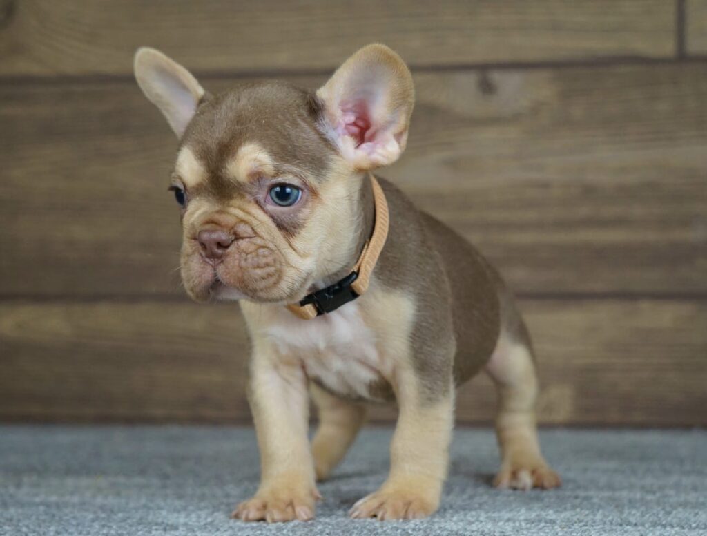 Entoni, male French Bulldog puppy for sale, posing outdoors