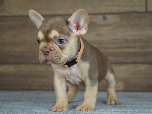 Entoni, male French Bulldog puppy for sale, posing outdoors