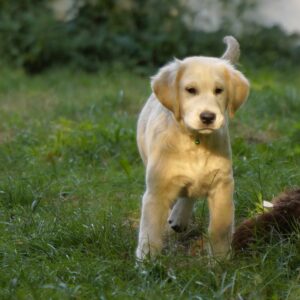 Ernestina Golden Retriever