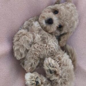 Fantasy Maltipoo