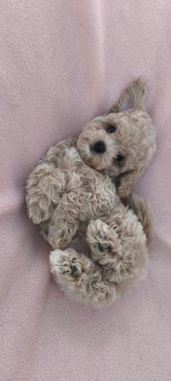 Fantasy Maltipoo