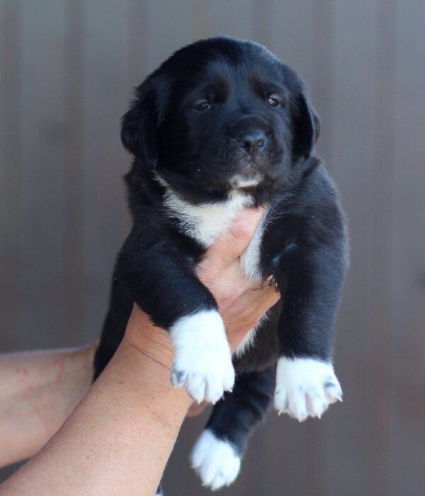 Fayra Central Asian Shepherd Dog
