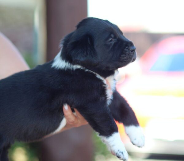 Fayra Central Asian Shepherd Dog