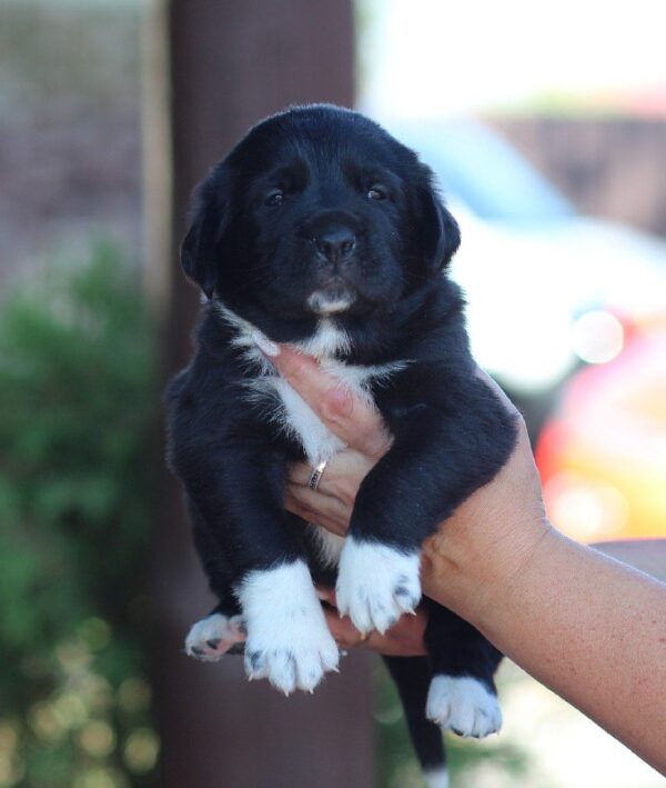 Fayra Central Asian Shepherd Dog