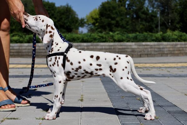 Ferdinand Dalmatian