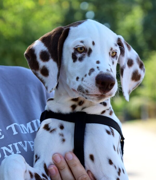 Ferdinand Dalmatian