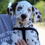 Phillimon Dalmatian