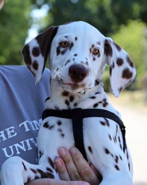 Ferdinand Dalmatian