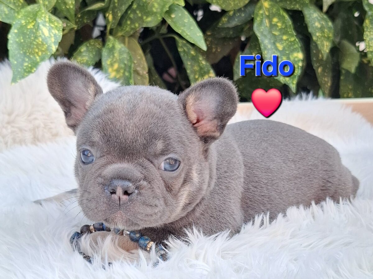 French Bulldog American Bulldog Dachshund Mix French Bulldog Dogs