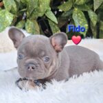 Foster French Bulldog