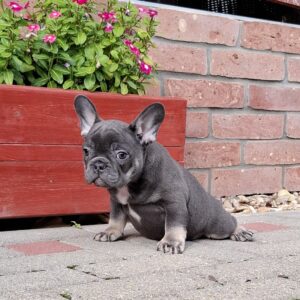 Fido French Bulldog