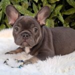 Foster French Bulldog Foster French Bulldog