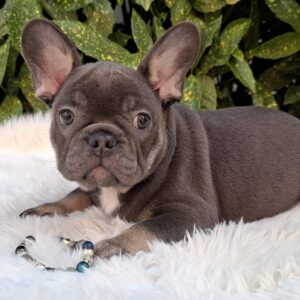 Fido French Bulldog