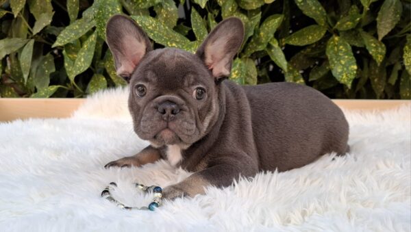 Fido French Bulldog