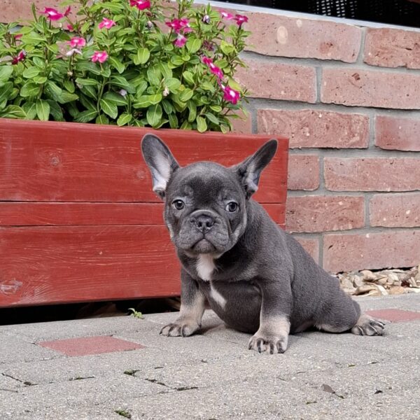 Fido French Bulldog