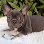 Fido-male-french-bulldog-puppy-for-sale- (4)