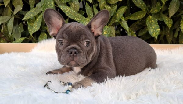 Fido French Bulldog
