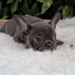 Fido-male-french-bulldog-puppy-for-sale- (5)