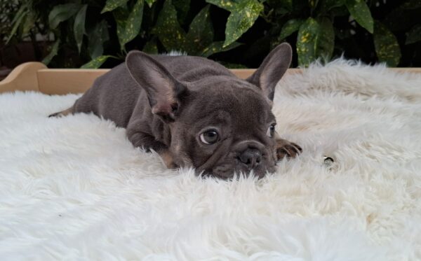 Fido French Bulldog