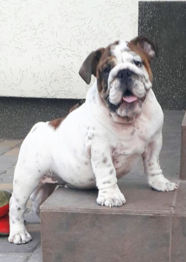 Fielder English Bulldog