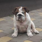 Dean English Bulldog