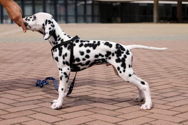 Figaro Dalmatian
