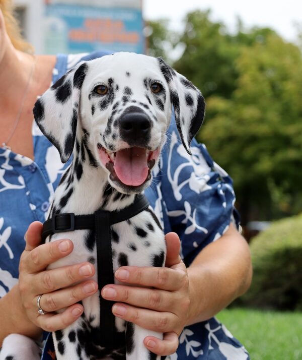 Figaro Dalmatian