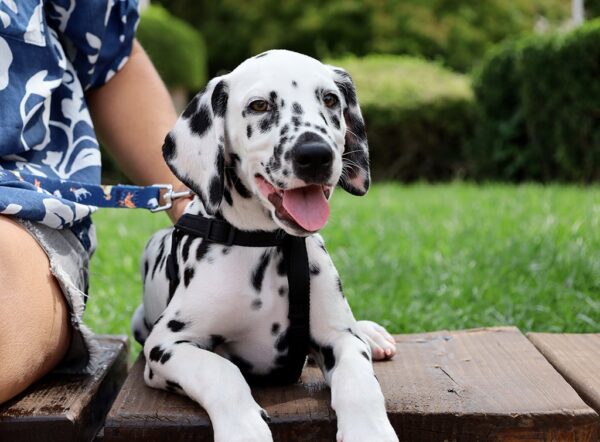 Figaro Dalmatian