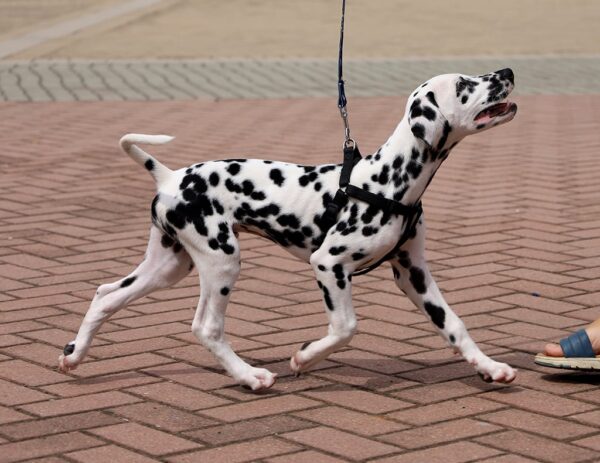 Figaro Dalmatian