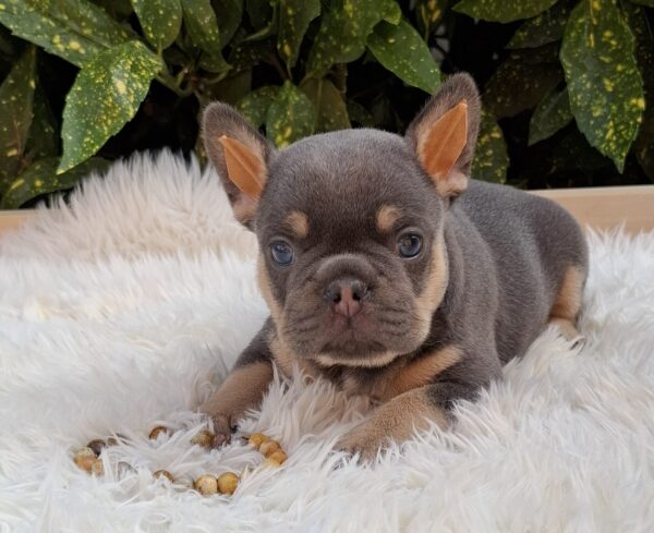 Forest French Bulldog