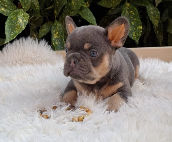 Forest French Bulldog