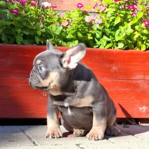 Forest French Bulldog