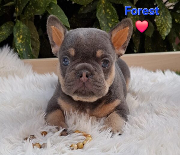 Forest French Bulldog