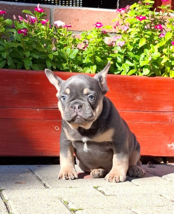 Forest French Bulldog