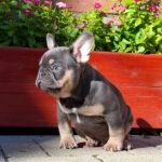 Forest-male-french-bulldog-puppy-for-sale- (3)