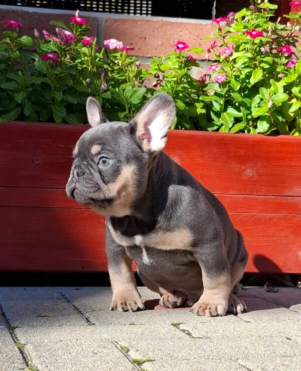 Forest French Bulldog
