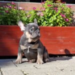 Forest-male-french-bulldog-puppy-for-sale- (4)