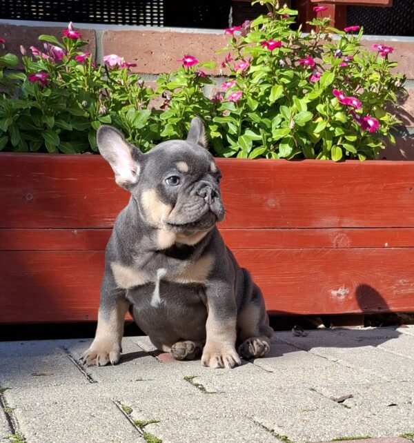 Forest French Bulldog