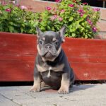 Forest-male-french-bulldog-puppy-for-sale- (5)