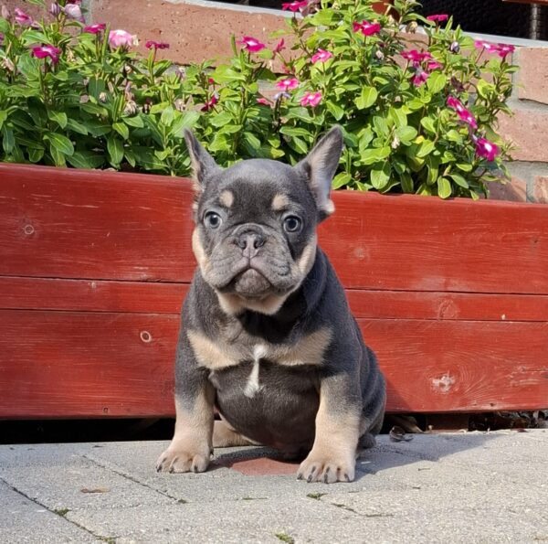 Forest French Bulldog