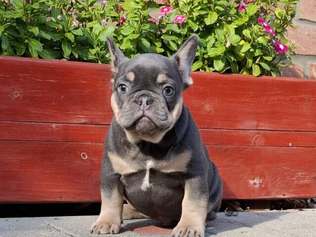 Forest, male French Bulldog puppy raised with health-focused care at an ethical breeder
