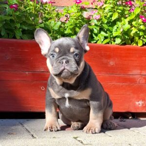 Forest French Bulldog