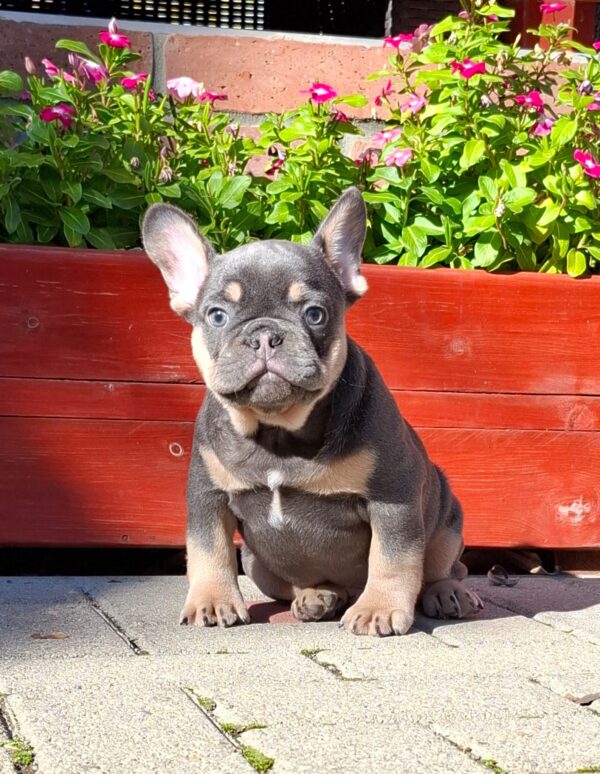 Forest French Bulldog