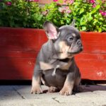 Forest-male-french-bulldog-puppy-for-sale- (7)