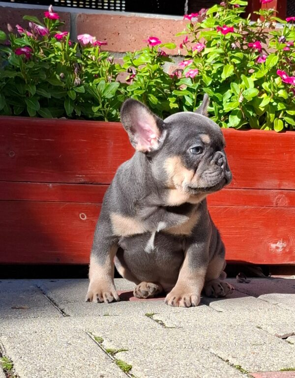 Forest French Bulldog