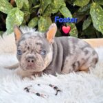 Foster-male-french-bulldog-puppy-for-sale-1 (3)