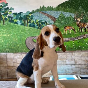 Frencic Beagle