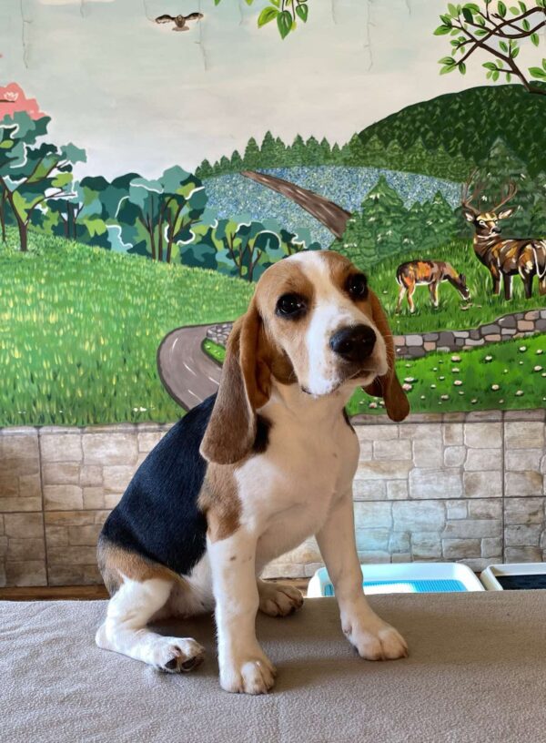 Frencic Beagle