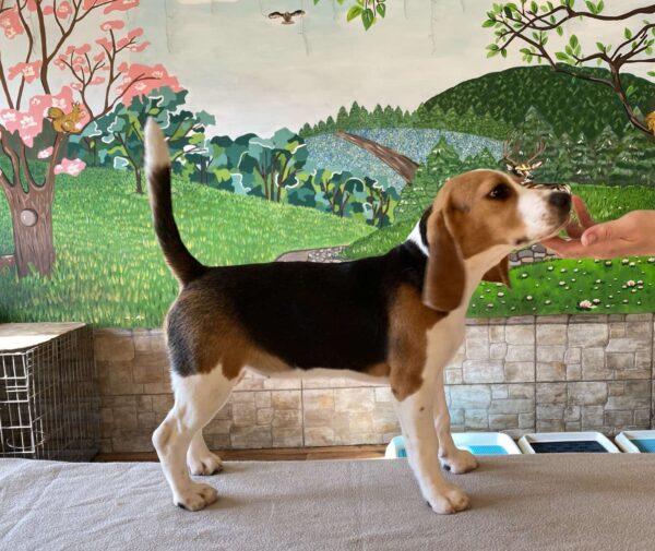Frencic Beagle